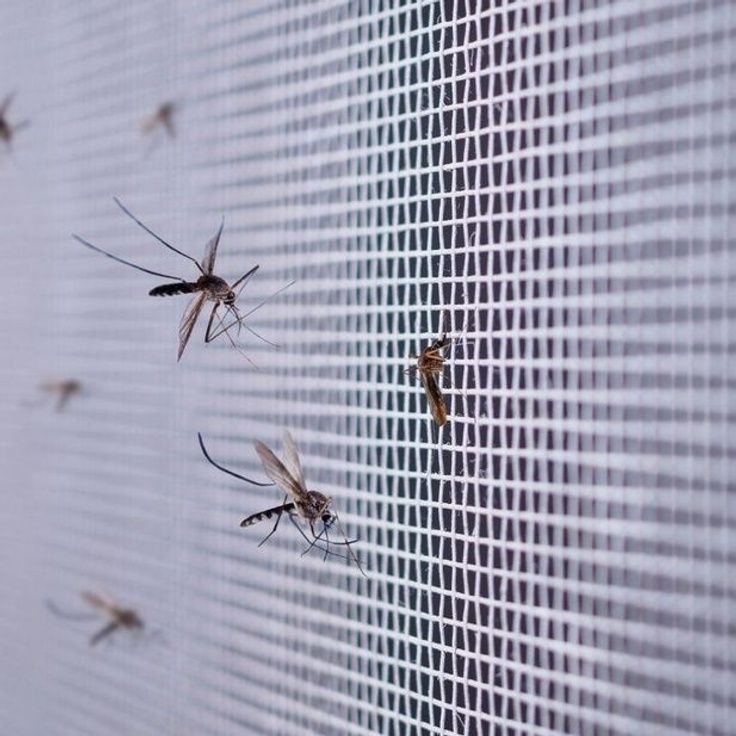Mosquito Net service Mumbai — SR Grand Enterprises